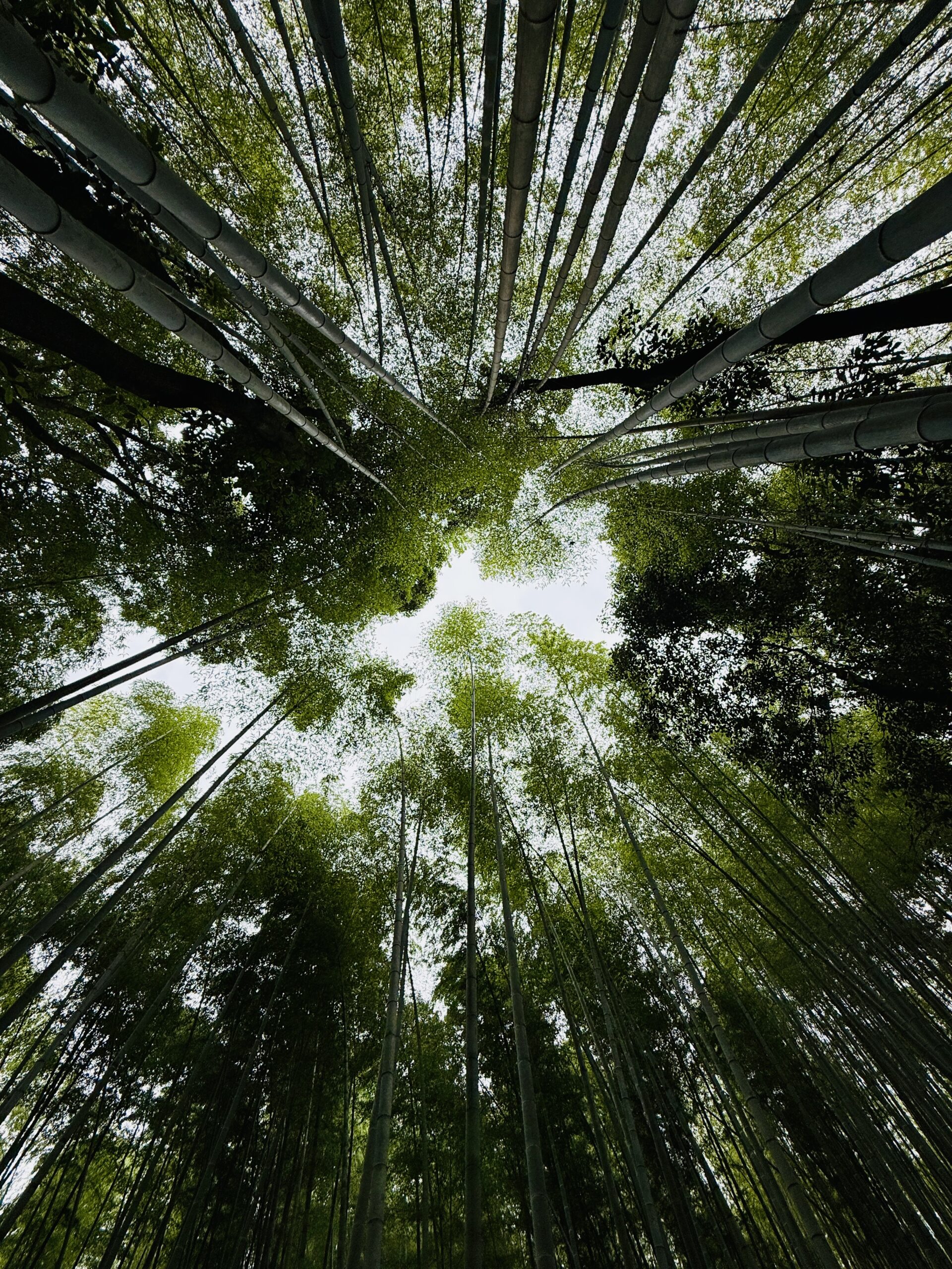 Ikigai in Motion: Discovering Japan